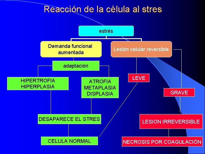 Reacción de la cèlula al stres estrés Demanda funcional aumentada Lesiòn celular reversible adaptación