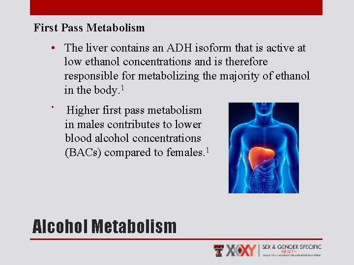 First Pass Metabolism • The liver contains an ADH isoform that is active at