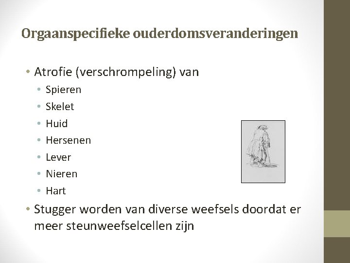 Orgaanspecifieke ouderdomsveranderingen • Atrofie (verschrompeling) van • • Spieren Skelet Huid Hersenen Lever Nieren