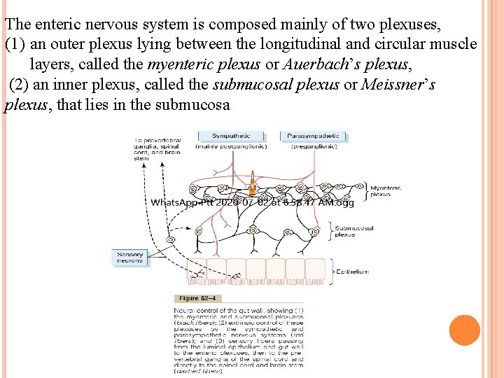 The enteric nervous system is composed mainly of two plexuses, (1) an outer plexus