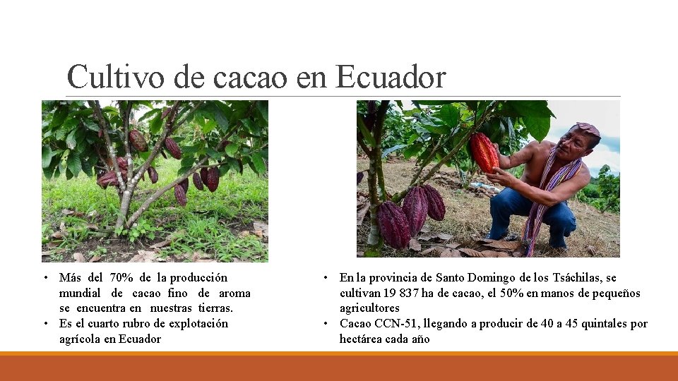 Cultivo de cacao en Ecuador • Más del 70% de la producción mundial de