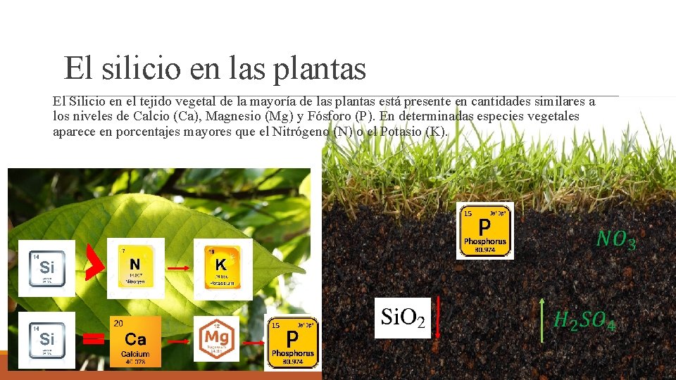 El silicio en las plantas El Silicio en el tejido vegetal de la mayoría