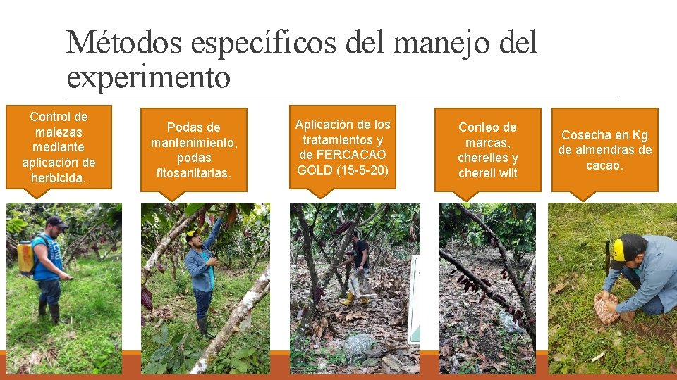 Métodos específicos del manejo del experimento Control de malezas mediante aplicación de herbicida. Podas