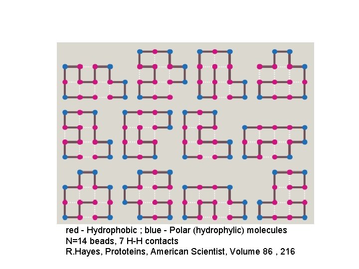 red - Hydrophobic ; blue - Polar (hydrophylic) molecules N=14 beads, 7 H-H contacts red - Hydrophobic ; blue - Polar (hydrophylic) molecules N=14 beads, 7 H-H contacts