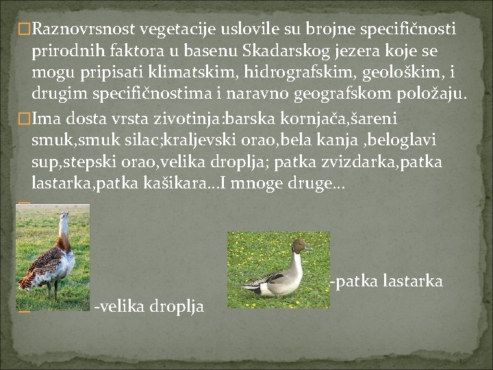 �Raznovrsnost vegetacije uslovile su brojne specifičnosti prirodnih faktora u basenu Skadarskog jezera koje se