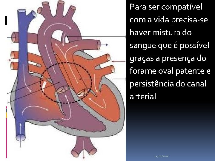 Para ser compatível com a vida precisa-se haver mistura do sangue que é possível