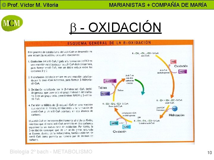 © Prof. Víctor M. Vitoria MARIANISTAS + COMPAÑÍA DE MARÍA b - OXIDACIÓN Biología