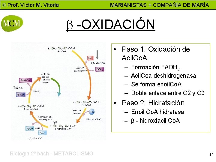 © Prof. Víctor M. Vitoria MARIANISTAS + COMPAÑÍA DE MARÍA b -OXIDACIÓN Al revés