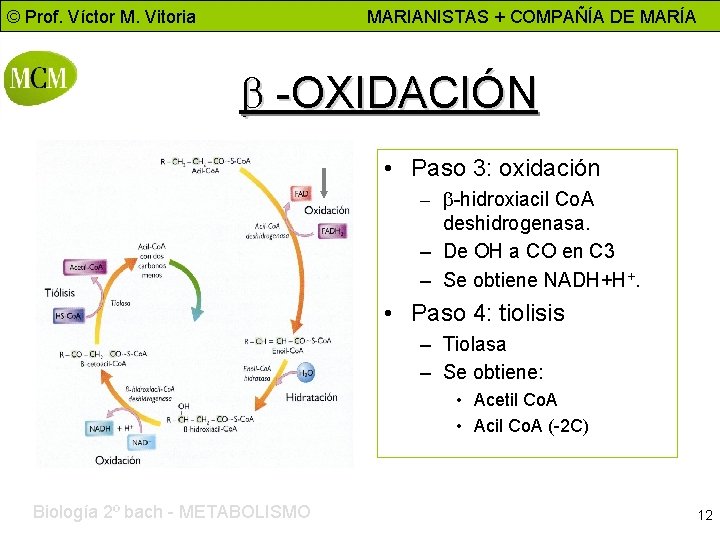 © Prof. Víctor M. Vitoria MARIANISTAS + COMPAÑÍA DE MARÍA b -OXIDACIÓN Al revés