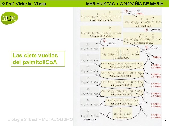 © Prof. Víctor M. Vitoria MARIANISTAS + COMPAÑÍA DE MARÍA Las siete vueltas del