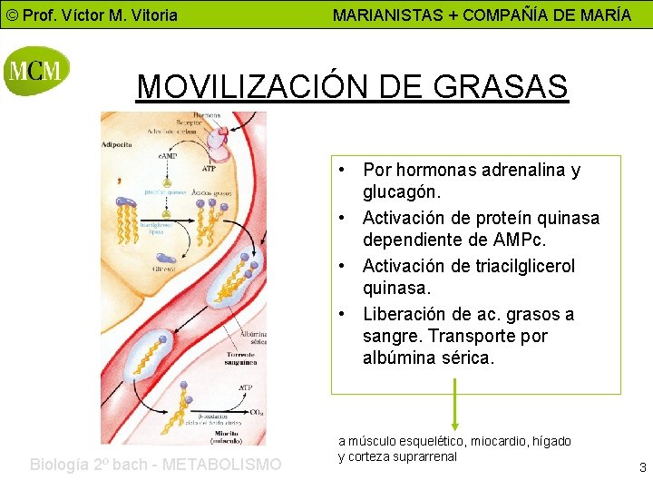 © Prof. Víctor M. Vitoria MARIANISTAS + COMPAÑÍA DE MARÍA MOVILIZACIÓN DE GRASAS •