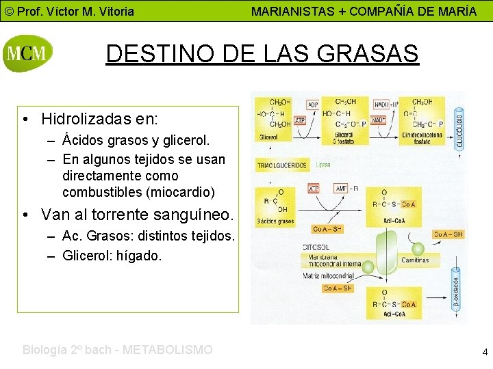 © Prof. Víctor M. Vitoria MARIANISTAS + COMPAÑÍA DE MARÍA DESTINO DE LAS GRASAS