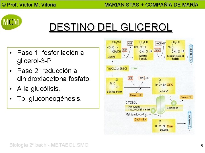 © Prof. Víctor M. Vitoria MARIANISTAS + COMPAÑÍA DE MARÍA DESTINO DEL GLICEROL •