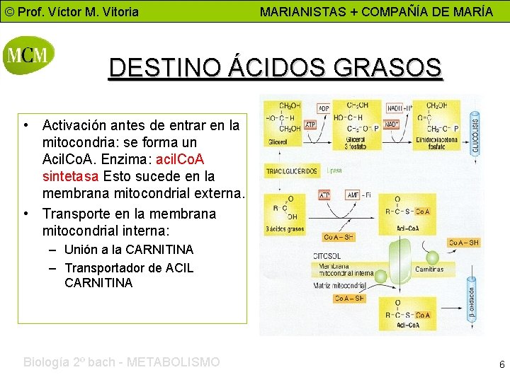 © Prof. Víctor M. Vitoria MARIANISTAS + COMPAÑÍA DE MARÍA DESTINO ÁCIDOS GRASOS •