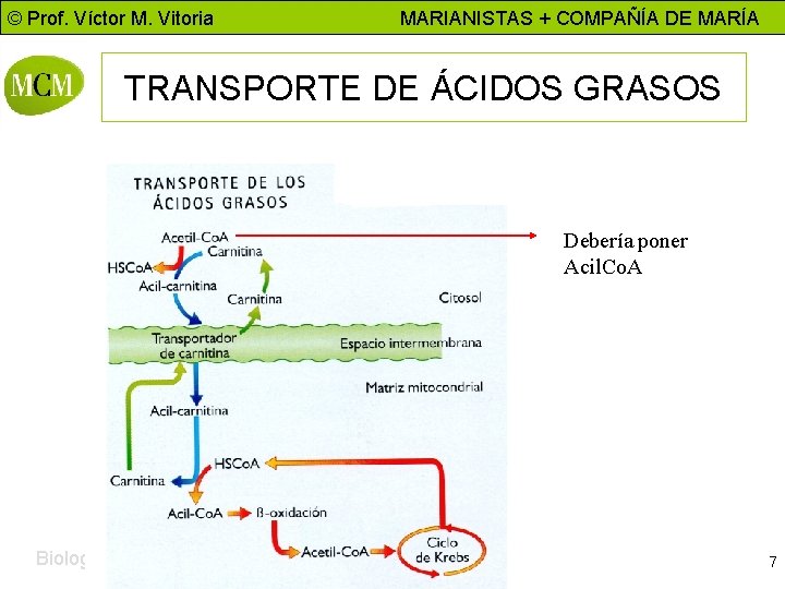 © Prof. Víctor M. Vitoria MARIANISTAS + COMPAÑÍA DE MARÍA TRANSPORTE DE ÁCIDOS GRASOS