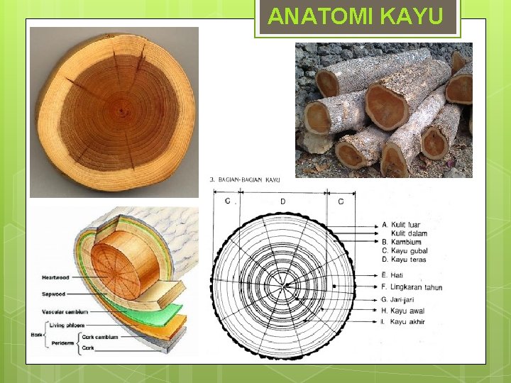 ANATOMI KAYU 