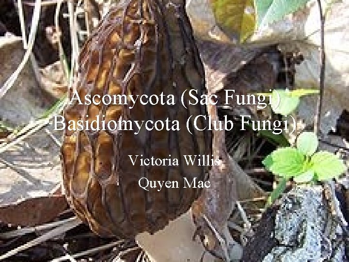 Ascomycota (Sac Fungi) Basidiomycota (Club Fungi) Victoria Willis Quyen Mac 