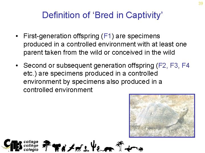 39 Definition of ‘Bred in Captivity’ • First-generation offspring (F 1) are specimens produced