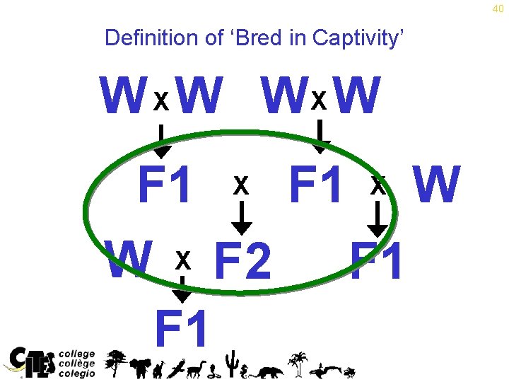 40 Definition of ‘Bred in Captivity’ W X W WX W F 1 X