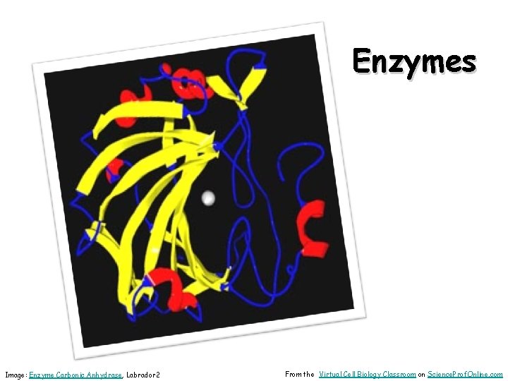 Enzymes Image: Enzyme Carbonic Anhydrase, Labrador 2 From the Virtual Cell Biology Classroom on