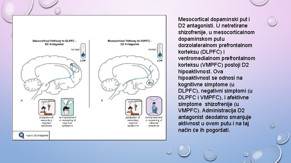 Mesocortical dopaminski put i D 2 antagonisti. U netretirane shizofrenije, u mesocorticalnom dopaminskom putu