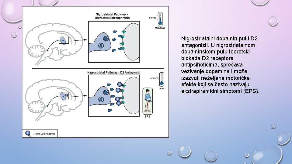 Nigrostriatalni dopamin put i D 2 antagonisti. U nigrostriatalnom dopaminskom putu teoretski blokada D