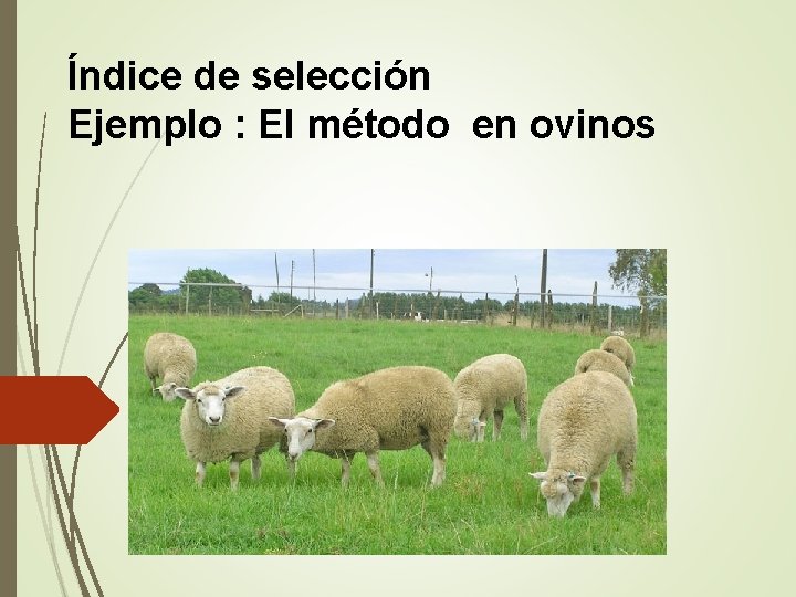 Índice de selección Ejemplo : El método en ovinos 