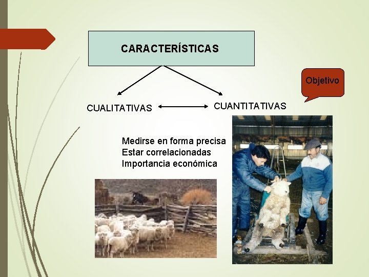 CARACTERÍSTICAS Objetivo CUALITATIVAS CUANTITATIVAS Medirse en forma precisa Estar correlacionadas Importancia económica 