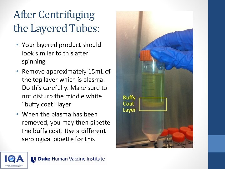 After Centrifuging the Layered Tubes: • Your layered product should look similar to this After Centrifuging the Layered Tubes: • Your layered product should look similar to this