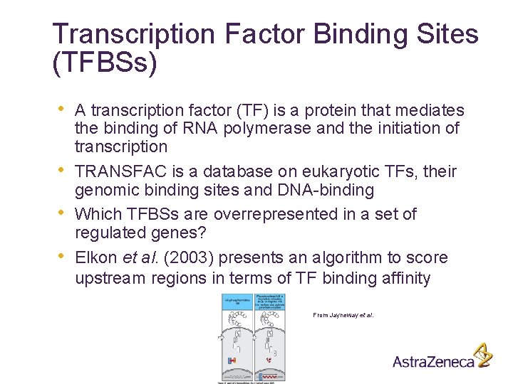 Transcription Factor Binding Sites (TFBSs) • • A transcription factor (TF) is a protein
