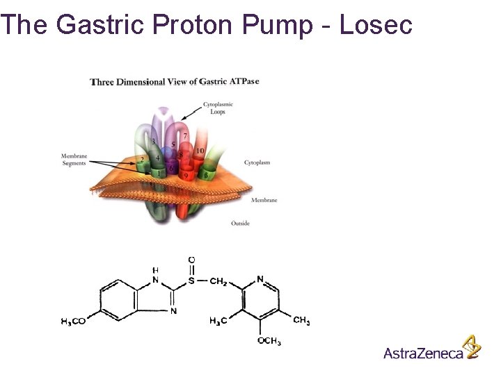 The Gastric Proton Pump - Losec 