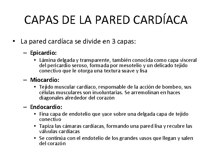 CAPAS DE LA PARED CARDÍACA • La pared cardíaca se divide en 3 capas: