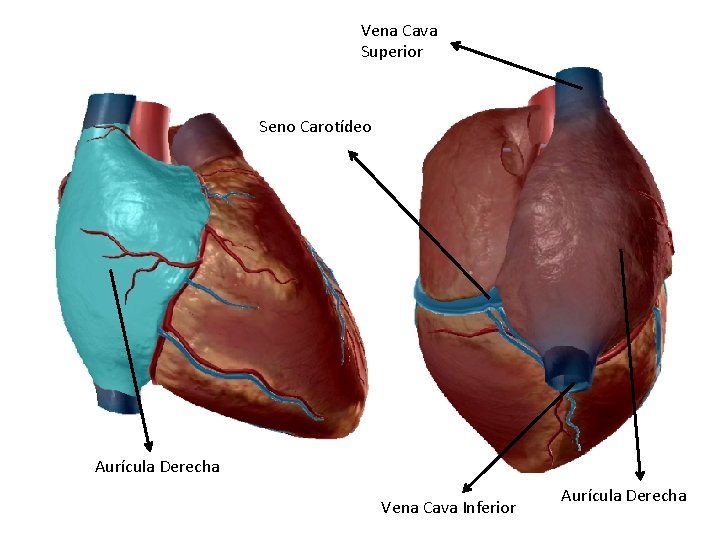 Vena Cava Superior Seno Carotídeo Aurícula Derecha Vena Cava Inferior Aurícula Derecha 