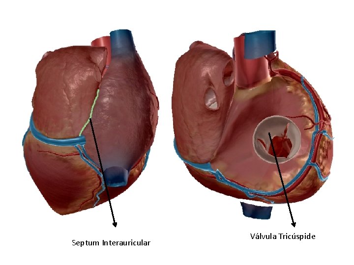 Septum Interauricular Válvula Tricúspide 