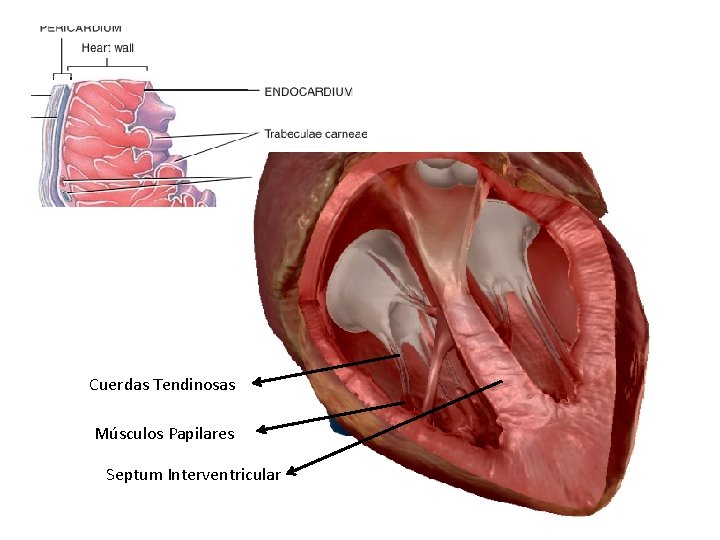 Cuerdas Tendinosas Músculos Papilares Septum Interventricular 