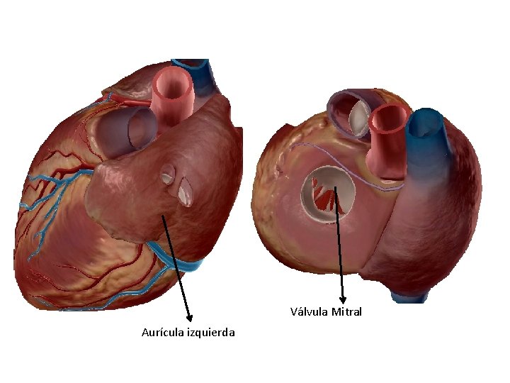 Válvula Mitral Aurícula izquierda 