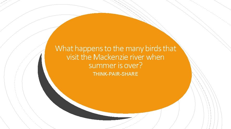 What happens to the many birds that visit the Mackenzie river when summer is