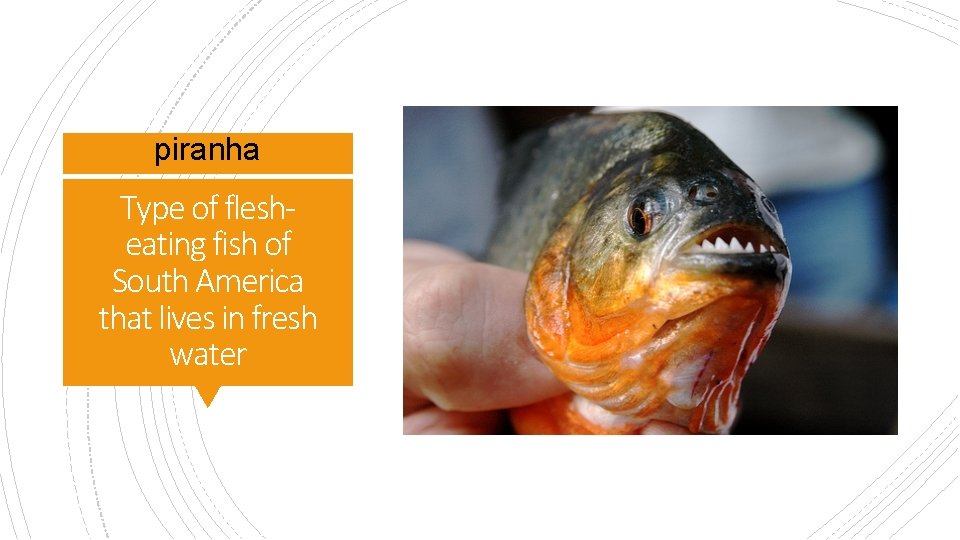 piranha Type of flesheating fish of South America that lives in fresh water 