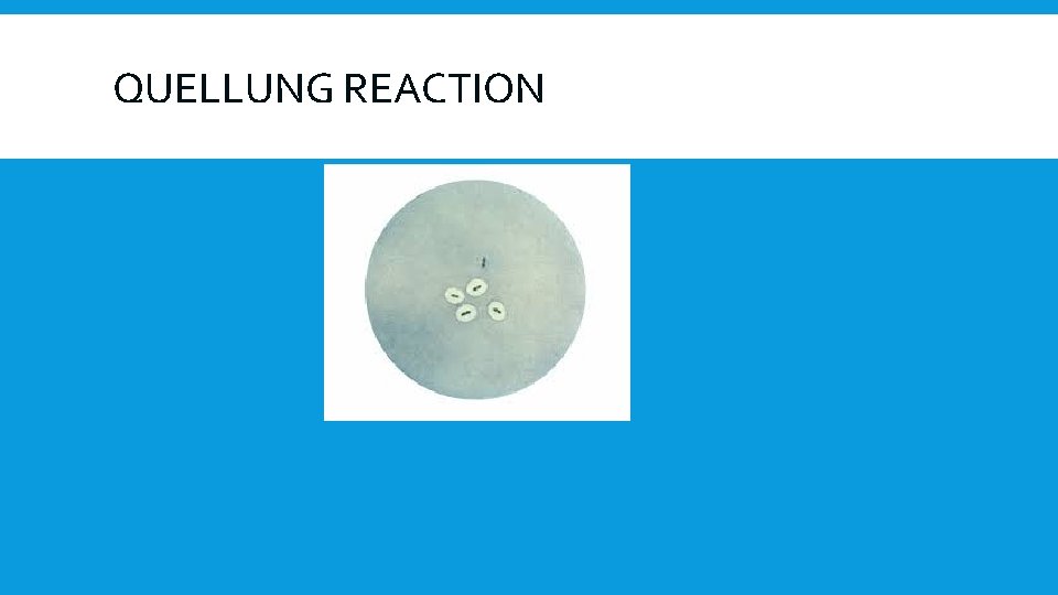 QUELLUNG REACTION 