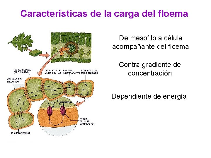 Características de la carga del floema De mesofilo a célula acompañante del floema Contra