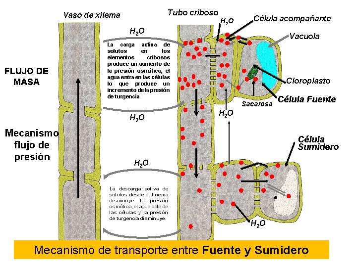 Tubo criboso Vaso de xilema H 2 O Célula acompañante H 2 O FLUJO