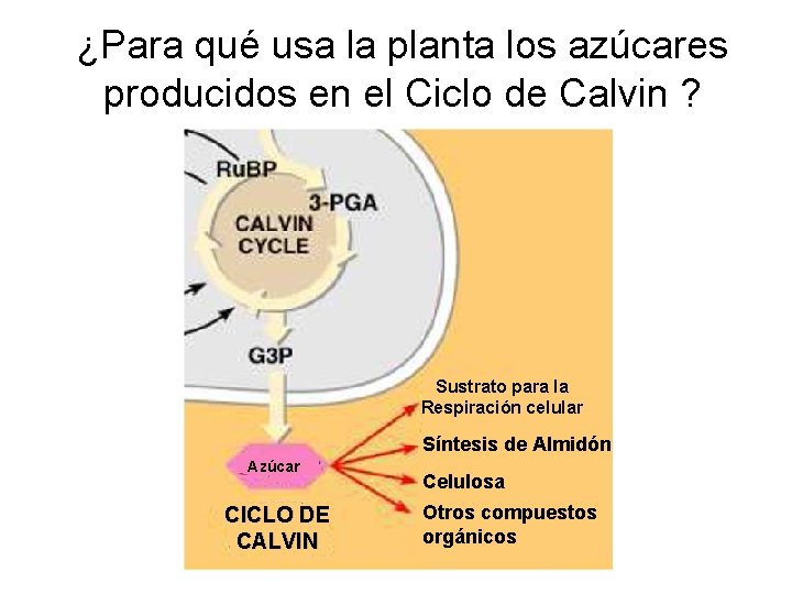 ¿Para qué usa la planta los azúcares producidos en el Ciclo de Calvin ?