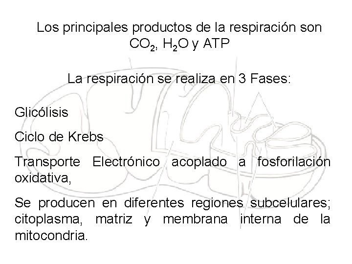 Los principales productos de la respiración son CO 2, H 2 O y ATP