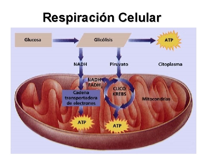 Respiración Celular 