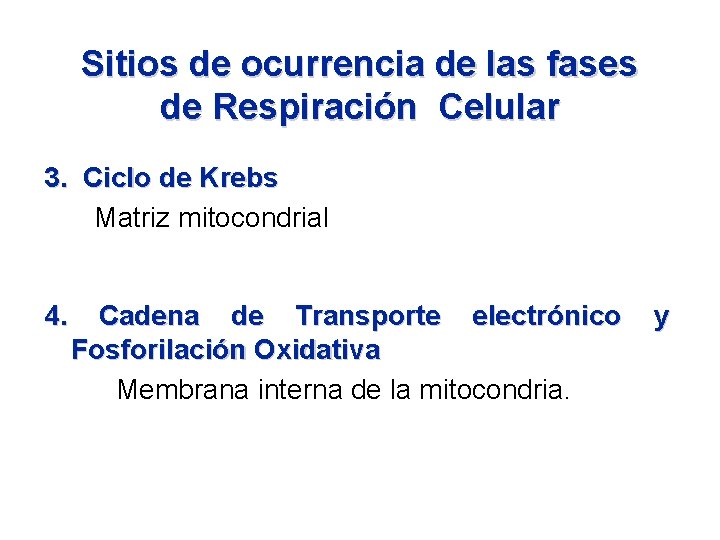 Sitios de ocurrencia de las fases de Respiración Celular 3. Ciclo de Krebs Matriz