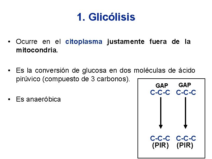 1. Glicólisis • Ocurre en el citoplasma justamente fuera de la mitocondria. • Es