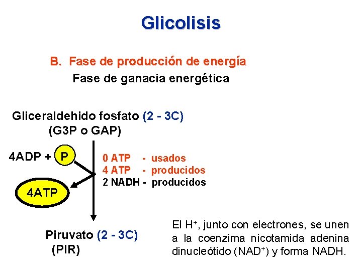 Glicolisis B. Fase de producción de energía Fase de ganacia energética Gliceraldehido fosfato (2