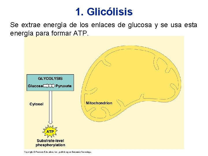 1. Glicólisis Se extrae energía de los enlaces de glucosa y se usa esta