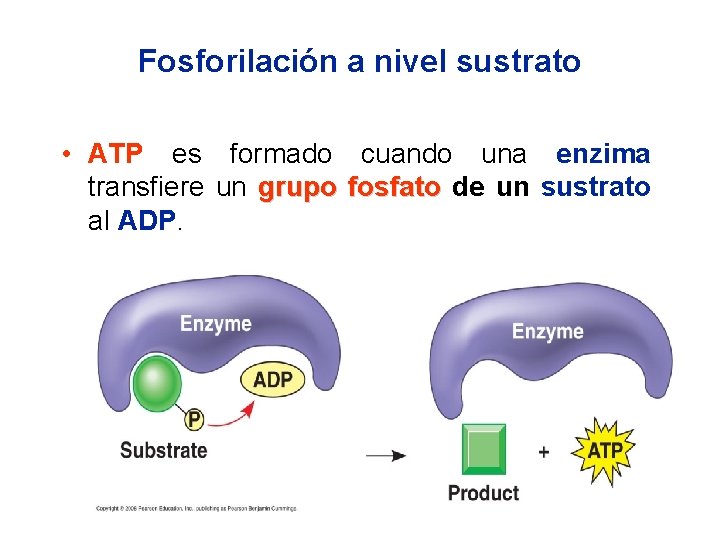 Fosforilación a nivel sustrato • ATP es formado cuando una enzima transfiere un grupo
