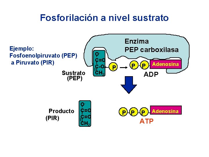 Fosforilación a nivel sustrato Ejemplo: Fosfoenolpiruvato (PEP) a Piruvato (PIR) Sustrato (PEP) Producto (PIR)